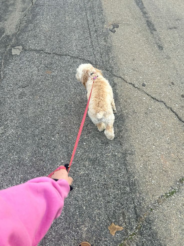 Paw & Palm